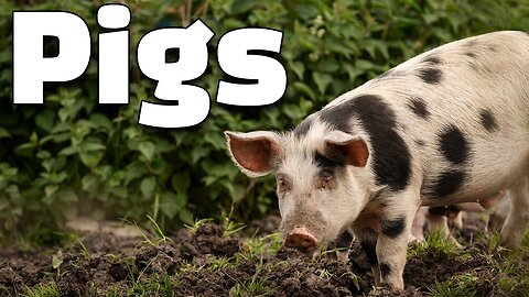 12 Interesting Facts of Pigs: Knowledge for Kids about Pigs