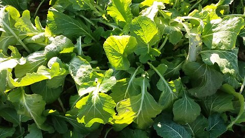 young buds of rape blossoms.