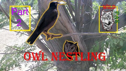 Owl Nest Part#2 | Kiya #nestling #owl #owllove #wildpak #trailcamera #life