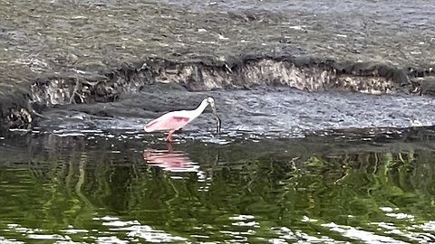 Roseate Spoonbill Takes Advantage Of Low Pond (Widescreen) #RoseateSpoonbill #DolbyVisionHDR #4K