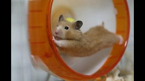 Funny hamsters in wheel videos #2023