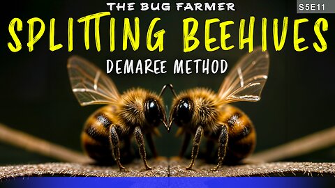 Splitting beehives using the Demaree method | Trying something new this year.