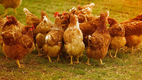 Should You Raise Chickens?