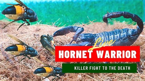 SCORPION vs HORNET WARRIOR -The Killers Fight to the Death Insect Stories