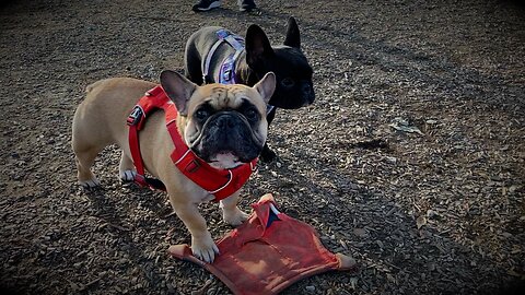 Frenchie Play-Date