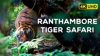 Ranthambore National Park - Zone 4 Tiger Safari - (T86) 4K Video