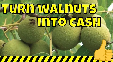 How To Grow Walnut Trees Fast | Can I Grow Walnut Tree From A Walnut | Black Walnut Tree #howto