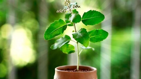 Why Tulsi is Considered the Queen of Herbs (Holy Basil)