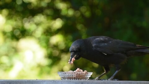 Raven Bird Crow Eat Bird Black Animal Nature.1