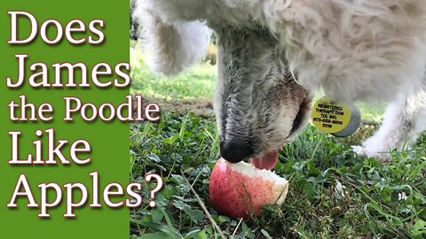 Does James the Poodle like Apples?