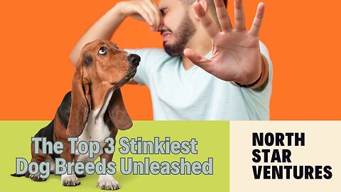 Nose Alert! 🚨 The Top 3 Stinkiest Dog Breeds Unleashed
