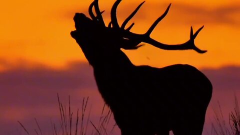 Stunning Footage Of Elk Call At Sunset