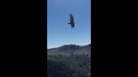Falcons and Vultures at Castle Rock