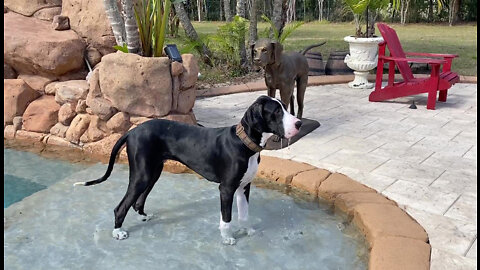 Funny Great Dane Puppy Is A Noisy Drinker