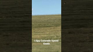 I Spy Colorado Speed Goats #Shorts
