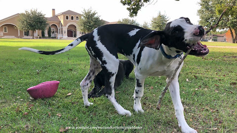 Great Dane and Puppy Have Fun With Sticks