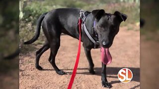 VCA Animal Referral & Emergency Center of Arizona: Safety tips for hiking with your pet