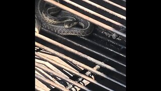 SNAKE FOUND IN GRILL!!!