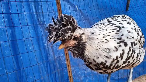 Exotic Mystery Chicks 17 Weeks