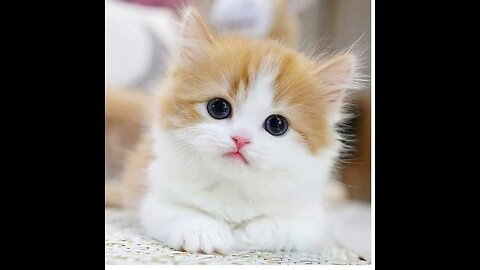 Baby Cats Cute And Funny Cat