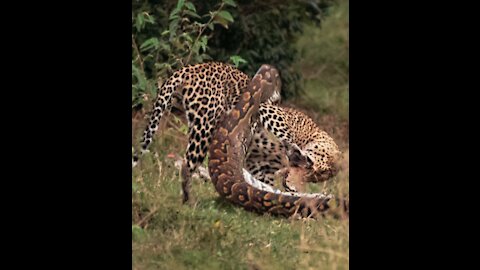 Python Vs Leopard