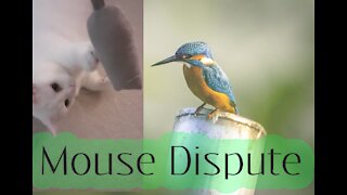 Mouse dispute