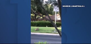 CAUGHT ON CAMERA: Bobcat in Summerlin