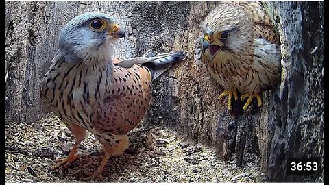 Full Story of Kestrel Couple First year#