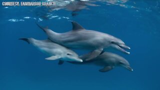 Florida Atlantic University Harbor Branch seeks dolphin spotters for new project