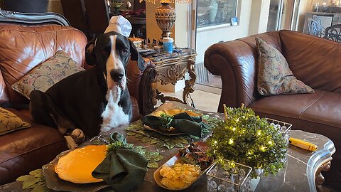 Polite Great Dane Sits Like Humans For Steak Dinner Treats