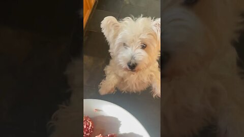 Westie Dogs dance to get their food #funny #dogs #westie