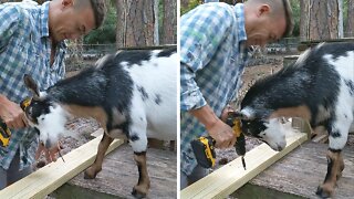 Baby Goat Eager To "Help" Fixing The Goat Castle