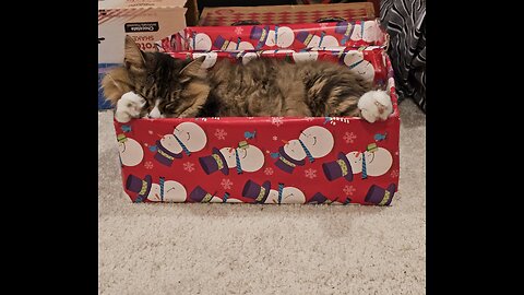 Petunia's Magic Christmas Box (Featuring Petunia The Norwegian Forest Cat)