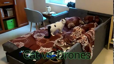 Cat vs. Drones | Drone Down