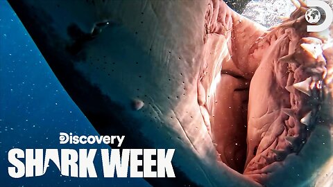 Sharks Attack Giant Whale Carcass Decoy with Diver INSIDE Belly of the Beast Feeding Frenzy