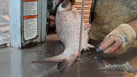 Giant Rohu Fish Cutting By Fish Cutter Boss On Machine In Market