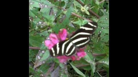 Zebra longwing butterfly in Moncks Corner, South Carolina