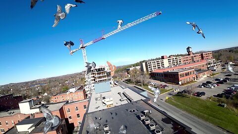 Annoyed pigeons bombard intrusive drone in their neighborhood