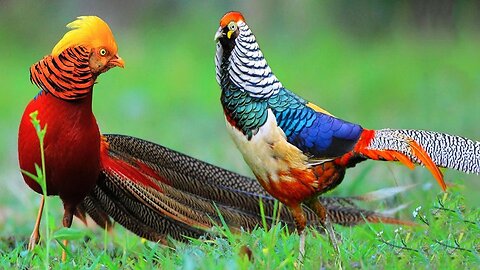 Beautiful Golden Pheasant and Wading Birds