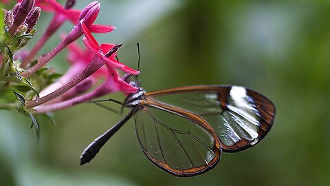 Glasswing butterfly