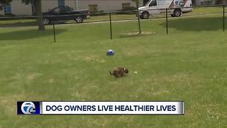 Dog owners live healthier lives