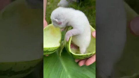 Cutest Pets Videos 2022 | Part 10