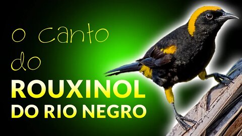 Sons de Pássaros | ROUXINOL DO RIO NEGRO
