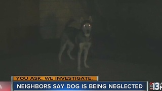 Woman says neighbor's Husky has been chained up outside for three years