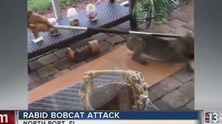 Rabid bobcat attacks at Florida home
