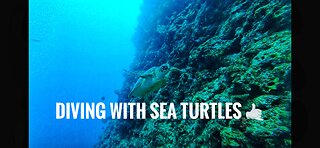 Diving with sea turtles