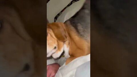 Banchee The Beagle Plays With His Mommy