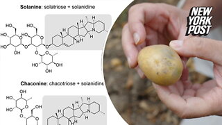 Potatoes could hold the cure for cancer: study