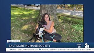 Baltimore Humane Society says Good Morning Maryland