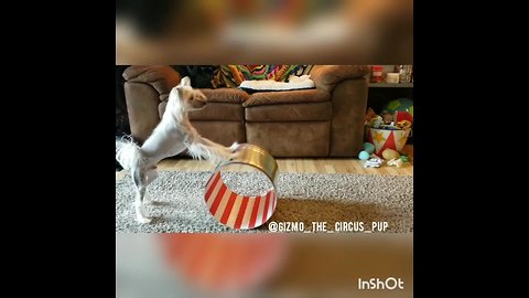 Talented doggy rolls circus barrel on two legs